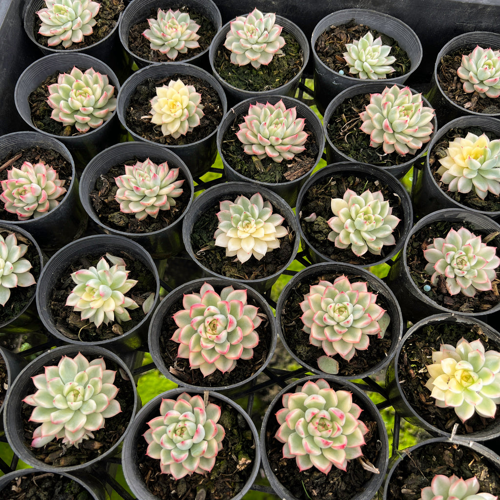 [PACK of 10 PLANTS] x  Echeveria Mebina variegated
