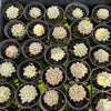 [PACK of 10 PLANTS] x  Echeveria Mebina variegated