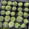 [PACK of 10 PLANTS] x Echeveria 'Californica Queen'