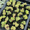 [PACK of 10 PLANTS] x Aichryson bethencourtianum Variegated