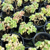 [PACK of 10 PLANTS] x Aichryson bethencourtianum Variegated