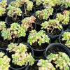 [PACK of 10 PLANTS] x Aichryson bethencourtianum Variegated