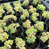[PACK of 10 PLANTS] x Aichryson bethencourtianum Variegated