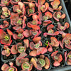 [PACK of 10 PLANTS] x Echeveria 'Tutti Frutti' (SIZE S)