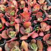 [PACK of 10 PLANTS] x Echeveria 'Tutti Frutti' (SIZE S)