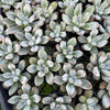[PACK of 10 PLANTS] x Echeveria Leucotricha
