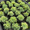 [PACK of 10 PLANTS] x Greenovia Dodrentalis (Reversed from variegated version)(w/pup)