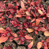 [PACK of 10 PLANTS] x Echeveria 'Diamond State' Variegated