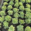 [PACK of 10 PLANTS] x Greenovia Dodrentalis (Reversed from variegated version)(w/pup)