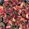 [PACK of 10 PLANTS] x Echeveria 'Diamond State' Variegated