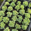 [PACK of 10 PLANTS] x Greenovia Dodrentalis (Reversed from variegated version)(w/pup)