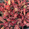 [PACK of 10 PLANTS] x Echeveria 'Diamond State' Variegated