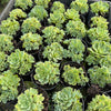 [PACK of 10 PLANTS] x Greenovia Dodrentalis (Reversed from variegated version)(w/pup)