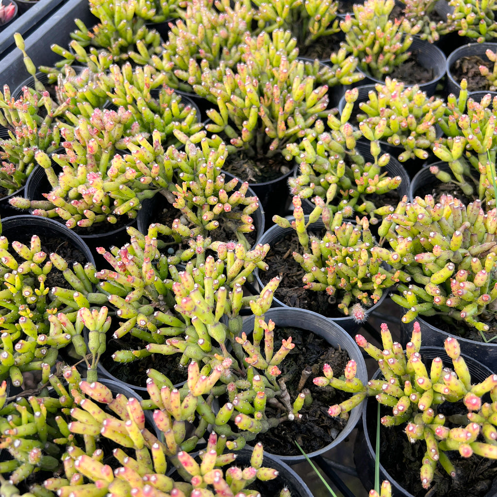 [PACK of 10 PLANTS] x Rhipsalis salicornioides
