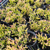[PACK of 10 PLANTS] x Rhipsalis salicornioides