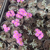 [PACK of 10 PLANTS] x Oscularia deltoides  (PLANT)