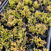 [PACK of 10 PLANTS] x Rhipsalis salicornioides