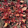 [PACK of 10 PLANTS] x Echeveria 'Diamond State' Variegated