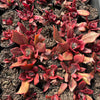 [PACK of 10 PLANTS] x Echeveria 'Diamond State' Variegated