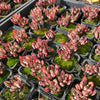[PACK of 10 PLANTS] x Echeveria nodulosa (3-4heads)
