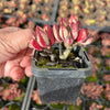 [PACK of 10 PLANTS] x Echeveria nodulosa (3-4heads)