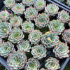 [PACK of 10 PLANTS] x Echeveria Moon Gadnis (aka Ech. Moon Goddess)