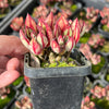 [PACK of 10 PLANTS] x Echeveria nodulosa (3-4heads)