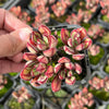 [PACK of 10 PLANTS] x Echeveria nodulosa (3-4heads)
