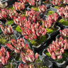 [PACK of 10 PLANTS] x Echeveria nodulosa (3-4heads)