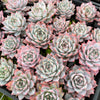 [PACK of 10 PLANTS] x  Echeveria 'Blue Bird'