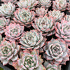 [PACK of 10 PLANTS] x  Echeveria 'Blue Bird'