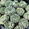 [PACK of 10 PLANTS] x Echeveria pinwheel 'Revolution'