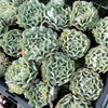 [PACK of 10 PLANTS] x Echeveria pinwheel 'Revolution'