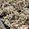 [PACK of 10 PLANTS] x Sedum dasyphyllum var. glanduliferum