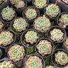 [PACK of 10 PLANTS] x Echeveria elegans 'Albicans'