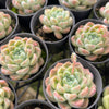 [PACK of 10 PLANTS] x Echeveria elegans 'Albicans'