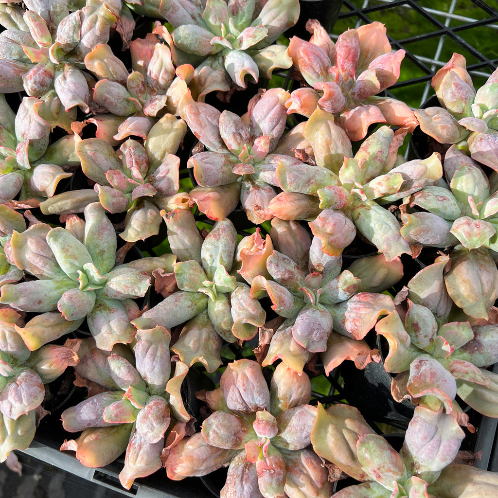 [PACK of 10 PLANTS] x Echeveria 'Culibra'