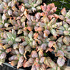 [PACK of 10 PLANTS] x Echeveria 'Culibra'