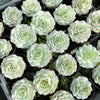 [PACK of 10 PLANTS] x  Echeveria derenbergii