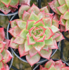 Echeveria 'Ruby Halo'