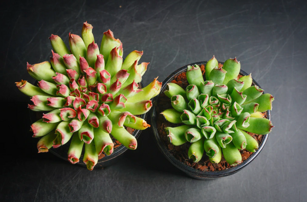 oddity succulent Sempervivum 'Oddity' (no pup) – LET LOVE GROW (Succulent & Cactus)