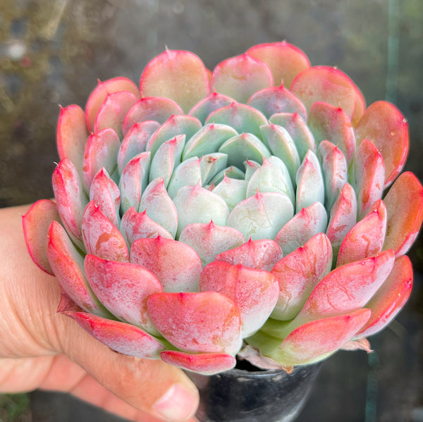 Echeveria 'Princess Alice'