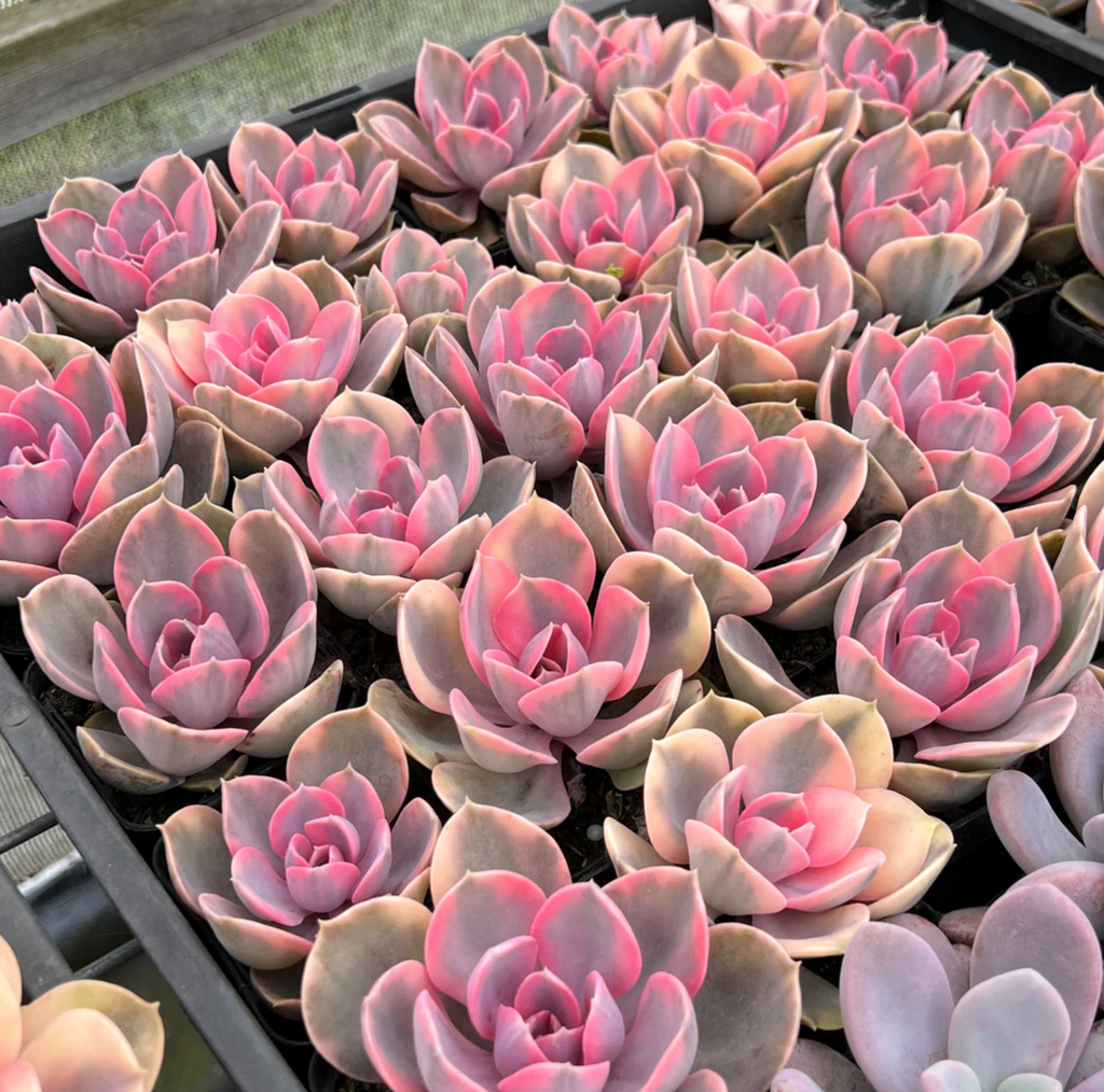 [PACK of 10 PLANTS] x Echeveria Rainbow West