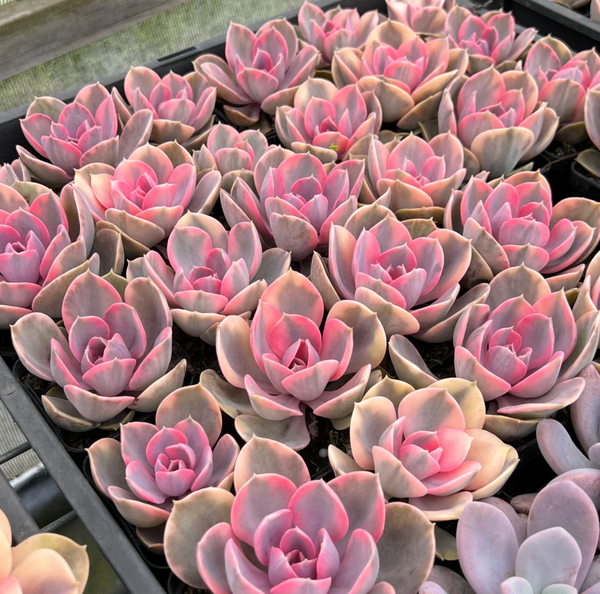 [PACK of 10 PLANTS] x Echeveria Rainbow West (XS)