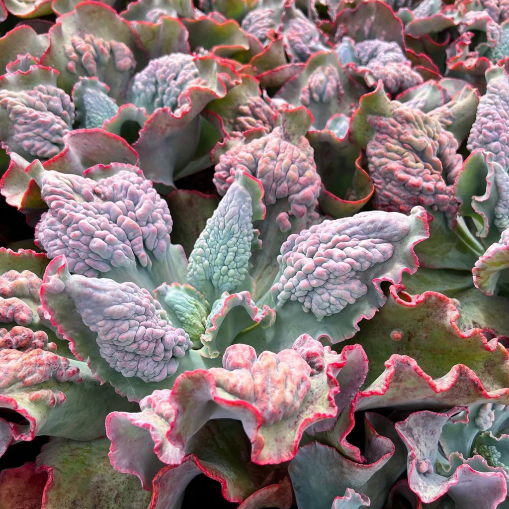 [PACK of 10 PLANTS] x Echeveria 'Etna' (YOUNG PLANT - NO BUMP)