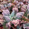 [PACK of 10 PLANTS] x Echeveria 'Etna' (YOUNG PLANT - NO BUMP)
