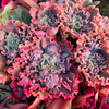 [PACK of 10 PLANTS] x Echeveria 'Verrugas'