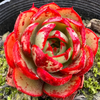 [PACK of 10 PLANTS] x Echeveria 'Yin Lisa'