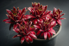 [PACK of 10 PLANTS] x Sempervivum 'Red King' (w/pup)