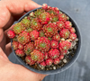 [PACK of 10 PLANTS] x Sempervivum 'Pixie' (XS)
